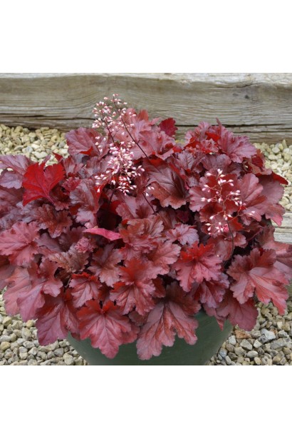 Heuchera hybrida Forever Red
